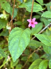 Viola rubella