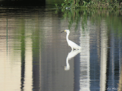 Egretta thula