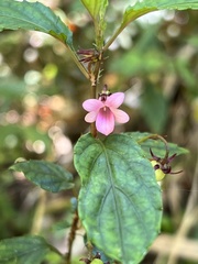 Viola rubella