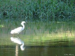 Egretta thula
