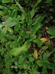 Eryngium foetidum image