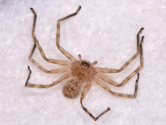 Eusparassus
