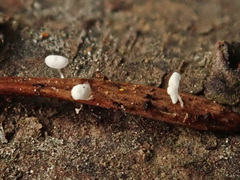 Antinoa pulchella