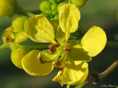 Senna siamea