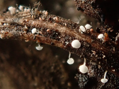 Antinoa pulchella