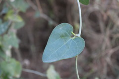 Aristolochia baetica