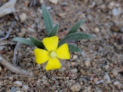 Camissoniopsis pallida