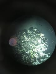 Cladonia caespiticia