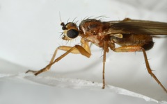 Lonchoptera lutea