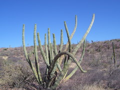 Stenocereus thurberi