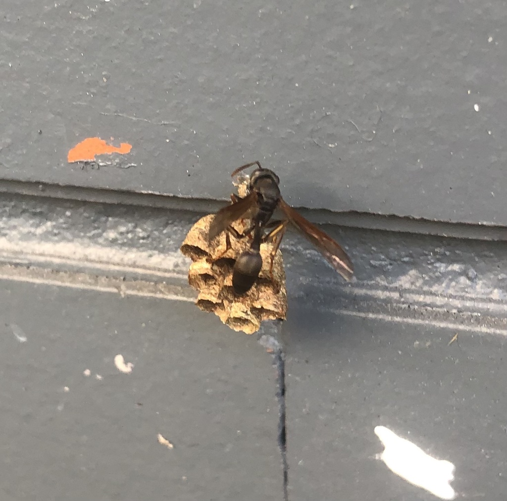 Paper Wasps From Centro Universit rio Da Funda o Educacional Inacian paper-wasps-from-centro-universit-rio-da-funda-o-educacional-inacian