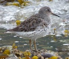 Calidris ptilocnemis