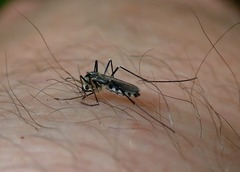 Aedes triseriatus
