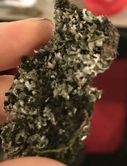 Cladonia caespiticia