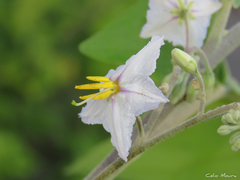 Solanum paniculatum