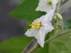 Solanum paniculatum