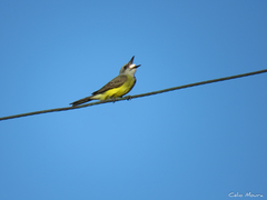 Tyrannus melancholicus