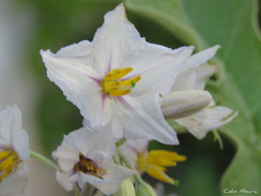 Solanum paniculatum