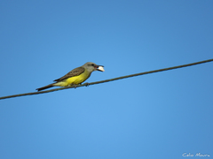 Tyrannus melancholicus