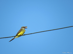 Tyrannus melancholicus