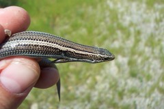 Plestiodon skiltonianus interparietalis