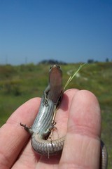 Plestiodon skiltonianus interparietalis