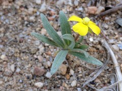 Camissoniopsis pallida