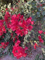 Bougainvillea