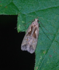 Dichomeris bilobella