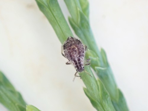 Cypress Aphid