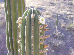 Pachycereus pringlei