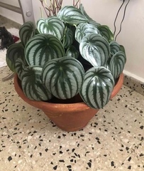 Peperomia argyreia