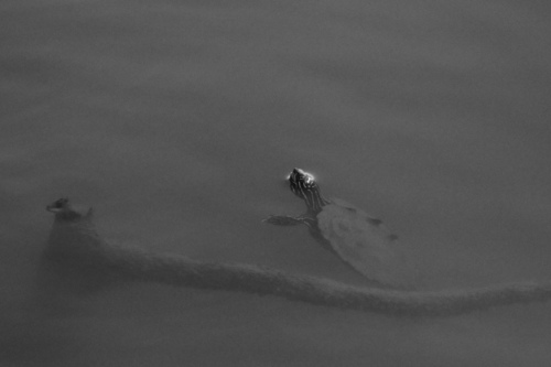 Black-knobbed Map Turtle