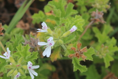 Pelargonium ranunculophyllum