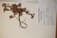 Potentilla bimundorum