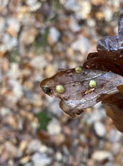 Neuroterus quercusbaccarum