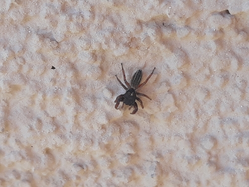 Photo of Ribbon Jumping Spider (Metacyrba taeniola)