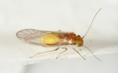 Trichopsocus brincki