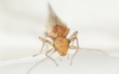 Trichopsocus brincki