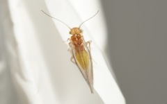 Trichopsocus brincki