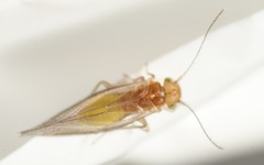 Trichopsocus brincki