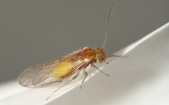 Trichopsocus brincki