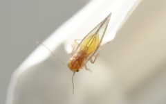 Trichopsocus brincki