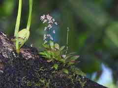 Specklinia grobyi