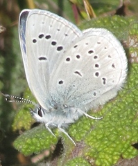 Icaricia icarioides missionensis