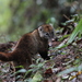 Western Mountain Coati - Photo (c) Carmelo López Abad, some rights reserved (CC BY-NC), uploaded by Carmelo López Abad