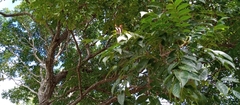 Limenitidini