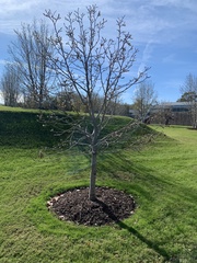 Magnolia × soulangeana