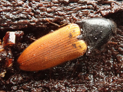 Ampedus nigroflavus