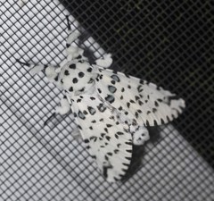 Kamalia australis